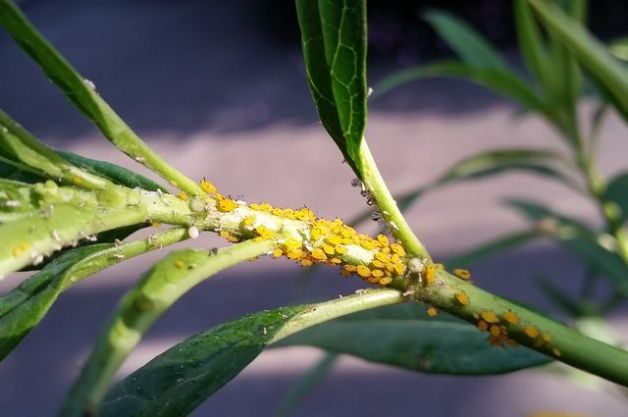 Monarch Egg or Aphid