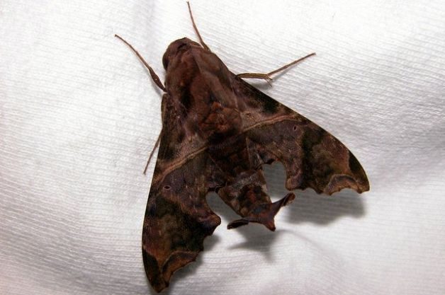 Sphinx Moths Mournful Sphinx