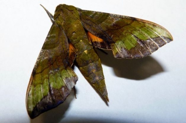 Sphinx Moths Pluto Sphinx