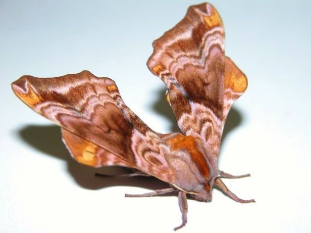 Sphinx Moths Small Eyed Sphinx