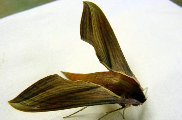 Sphinx Moths Tersa Sphinx
