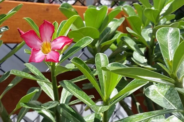 Desert Rose Adenium obesum