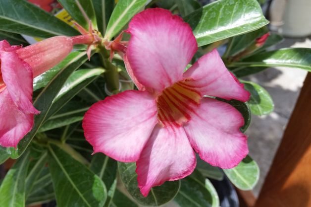 Desert Rose Adenium obesum