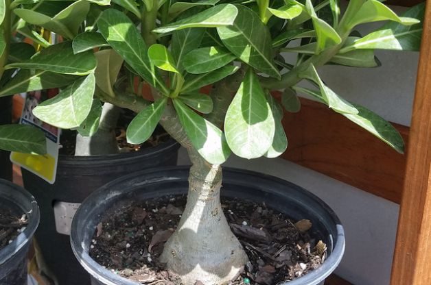 Desert Rose Adenium obesum