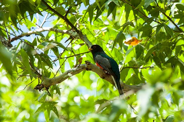 Top 5 Birding Hotspots in Southeast Arizona