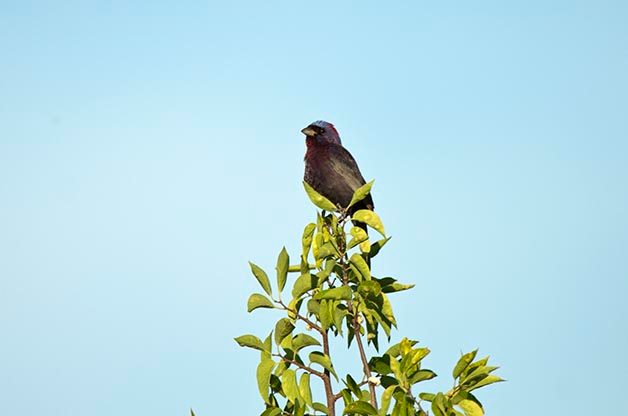 Top 5 Birding Hotspots in Southeast Arizona
