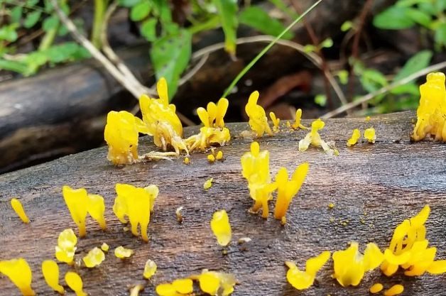 Witches' Butter Fungus
