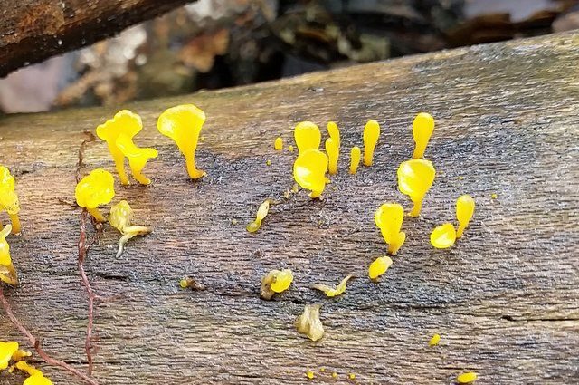 Witches' Butter Fungus