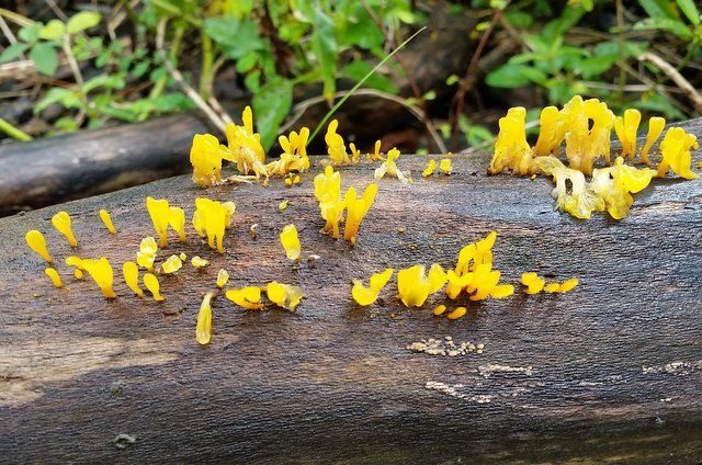 Witches' Butter Fungus