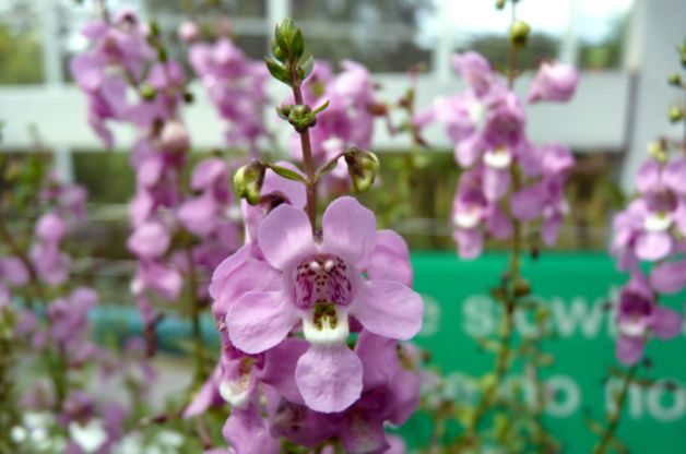 angelonia-summer-snapdragon