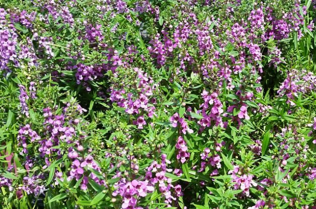 angelonia-summer-snapdragon