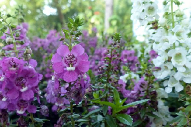 angelonia-summer-snapdragon