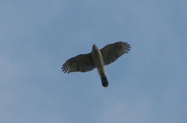 Identifying Cooper's and Sharp-shinned Hawks