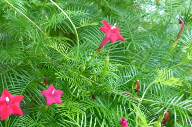 cypress-vine