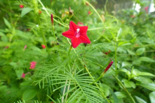 cypress-vine