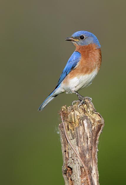 western bluebird vs eastern bluebird