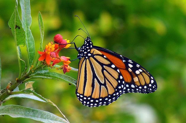 Fall Butterfly Garden Tips