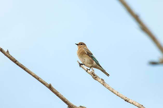 Which Bluebird am I Seeing?