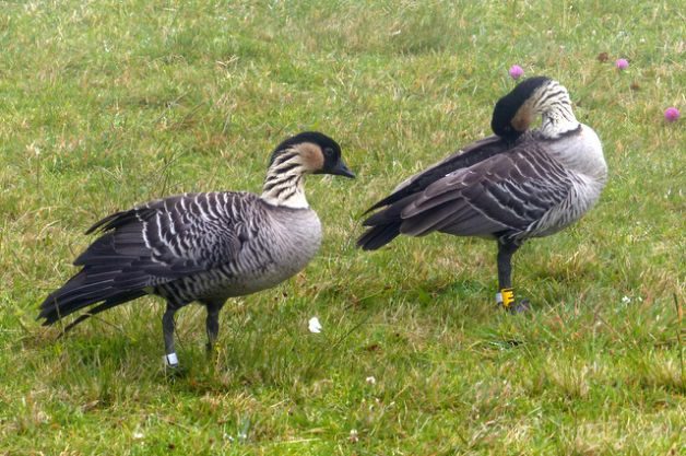 Nene Hawaii State Bird