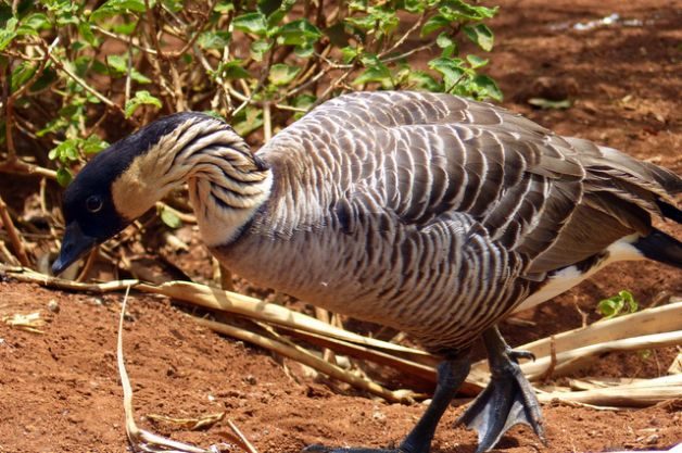 Nene Hawaii State Bird