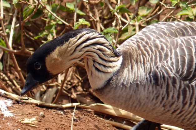 Nene Hawaii State Bird