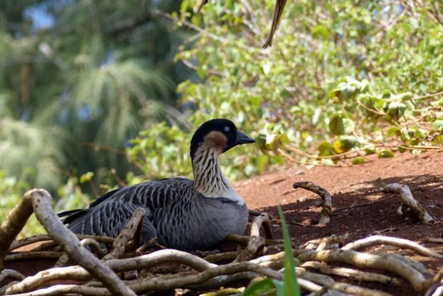 Nene Hawaii State Bird