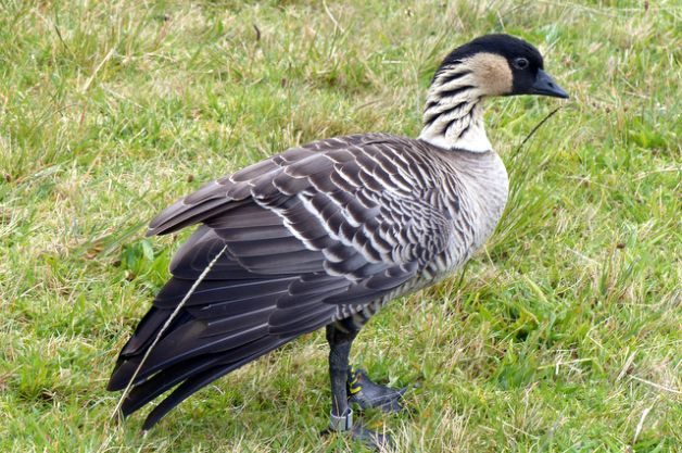 Nene Hawaii State Bird
