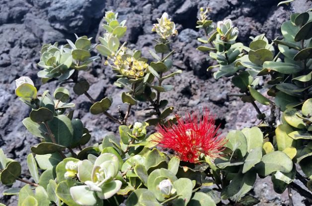 Ohia Lehua