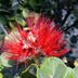Ohia Lehua, a Legendary Plant of Hawaii