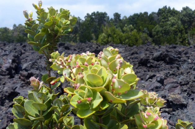 Ohia Lehua