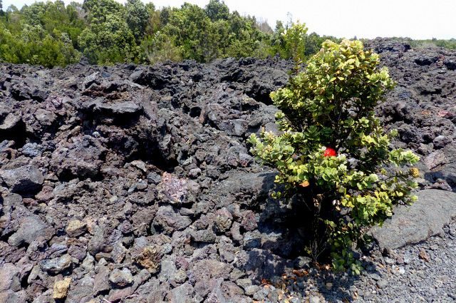 Ohia Lehua