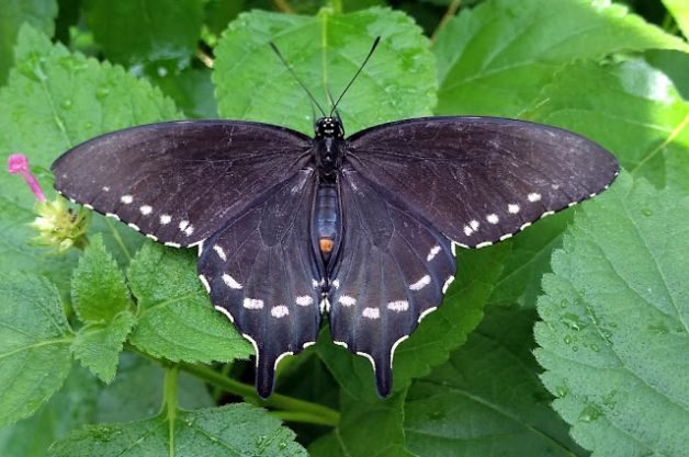 Pipevine Swallowtail