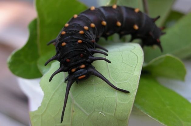 Pipevine Swallowtail