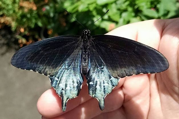 Pipevine Swallowtail Male