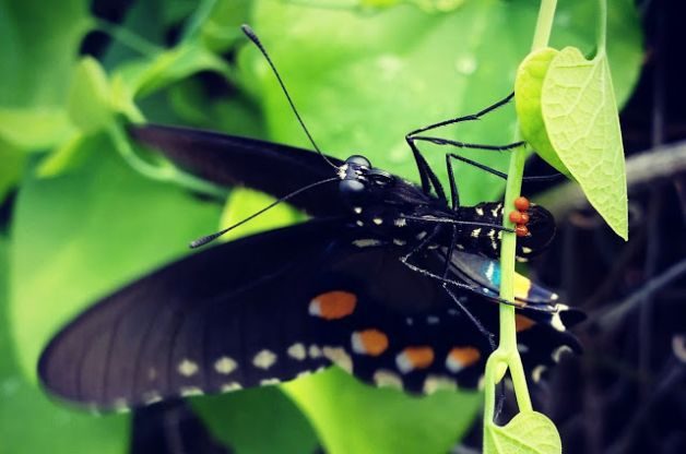 Pipevine Swallowtail