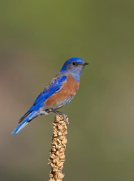 western bluebird vs eastern bluebird