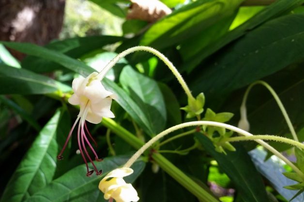 Musical Notes Clerodendrum