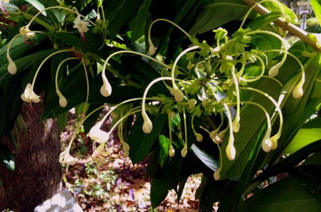 Musical Notes Clerodendrum