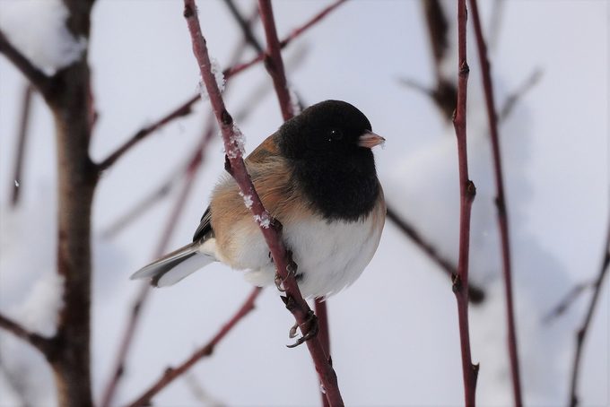 dark-eyed junco