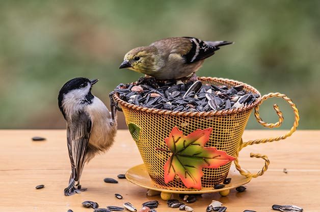 homemade birdseed