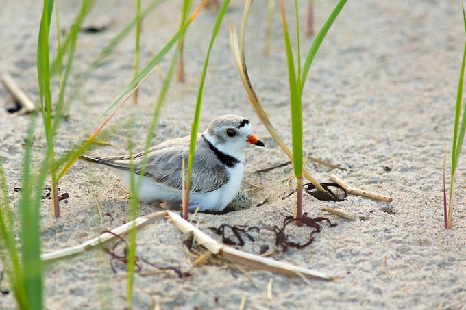 Piping plover