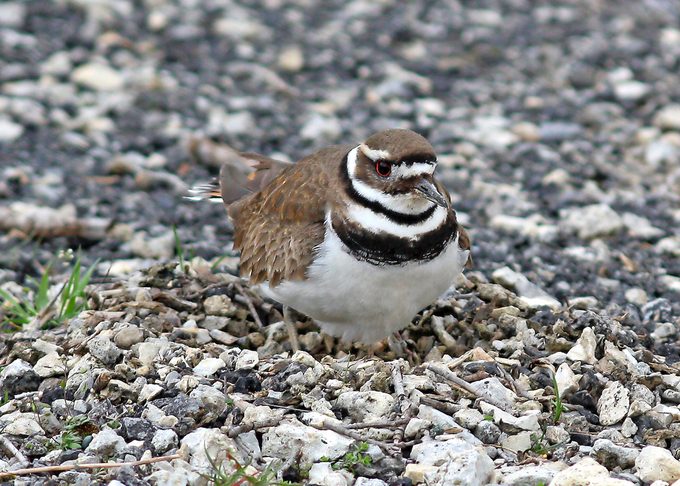 kildeer bird