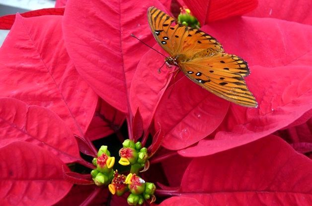 Poinsettia Facts