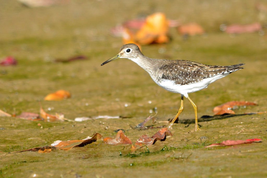 Spotted sandpiper