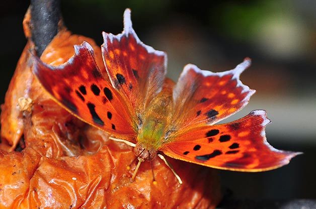 question mark butterfly