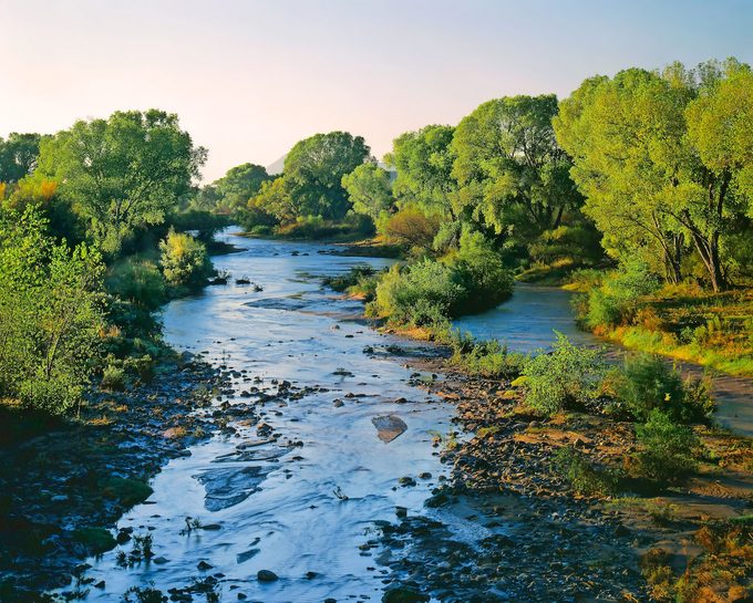 San Pedro Riparian National Conservation Area Cochise CO AZ / OCT AM Cottonwood & Tamarisk trees line the banks of the San Pedro River at Fairbank