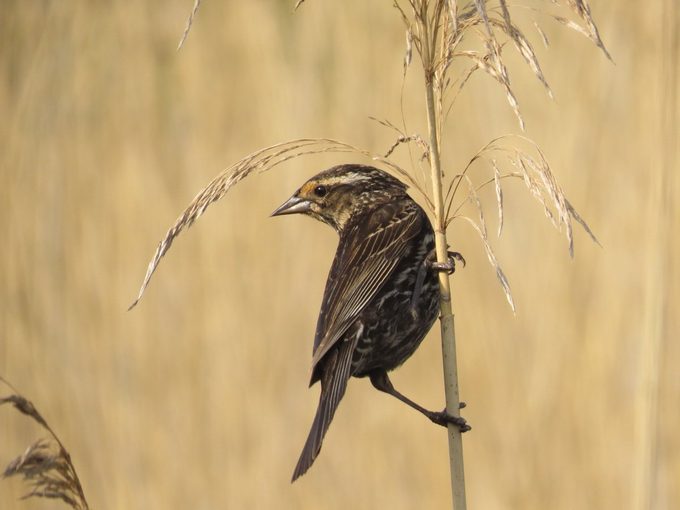 female red winged blackbird