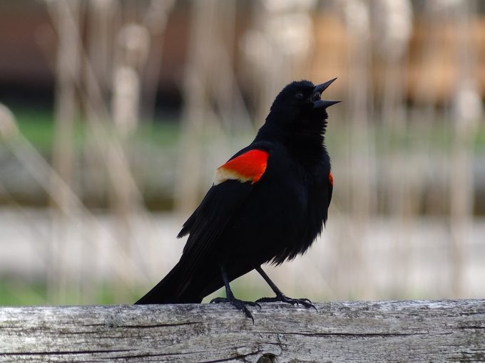 red-winged blackbird
