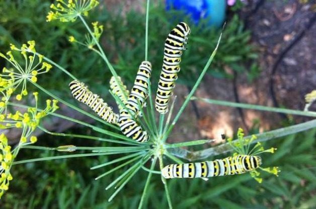 Butterfly Host Plants