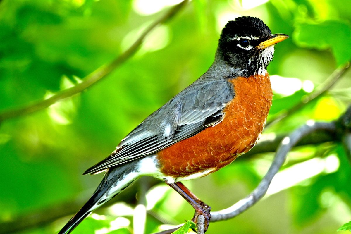 american robin